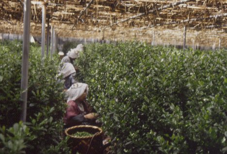 🌱体験ツアー 茶畑、茶工場見学♪ フランスからお越しの皆様。 農業に関わるお仕事を