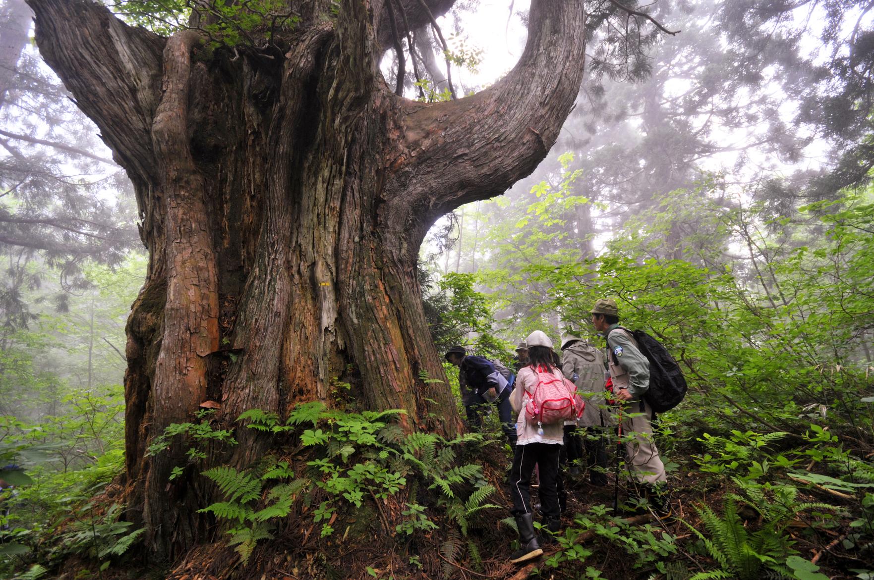 富山県 立山ケーブルカー 立山駅～美女平駅間で撮影20459530