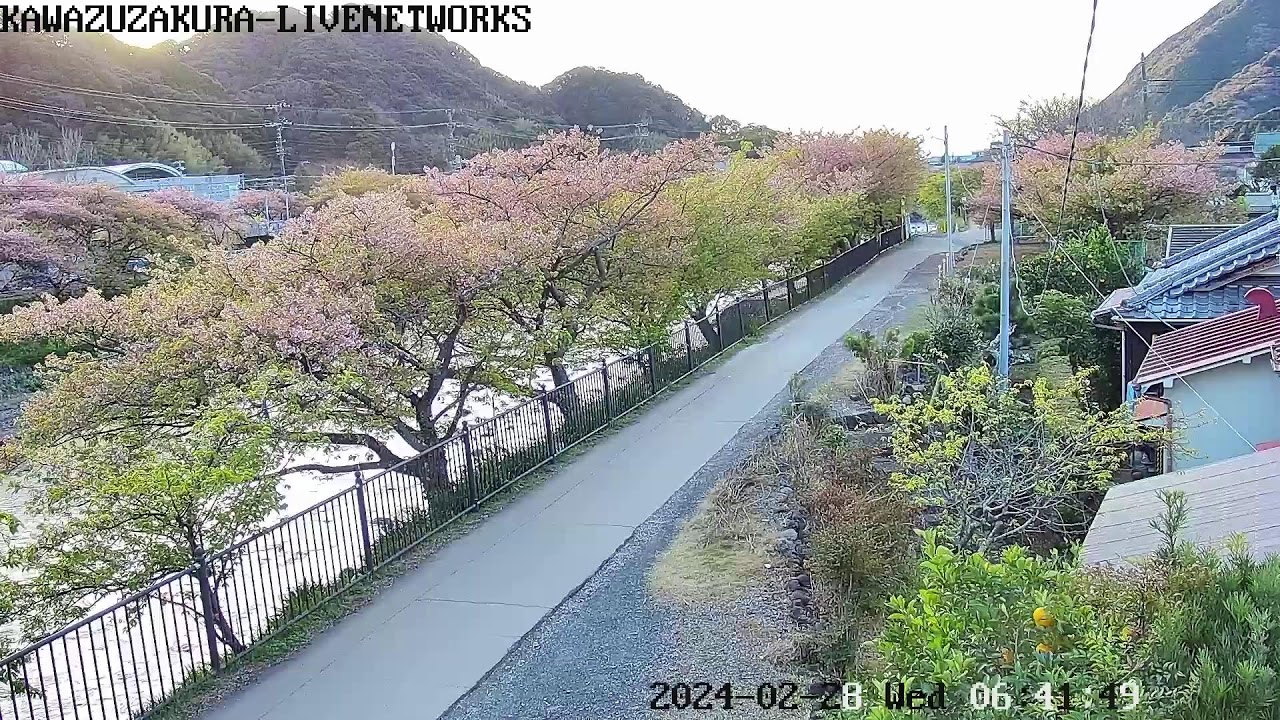 まつだ桜まつりで今年も河津桜を堪能2019 - まるしか Photo