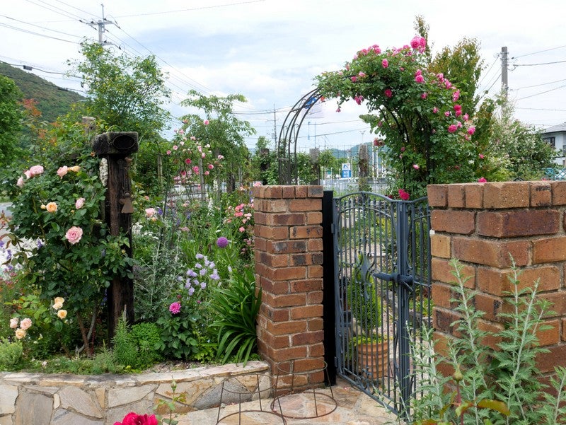 ピーチヒルの薔薇日記 - 楽天ブログ