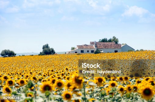 スペイン アンダルシアのひまわりの観光・見所について 現地オプショナルツアーの みゅう
