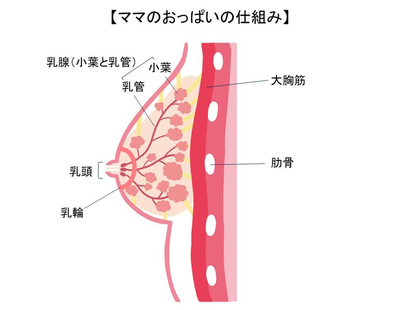 乳首強く吸われたい方超必見！伸びる敏感長乳首のお姉さまと妹系女子の乳首引き伸ばしレズ！摘んで吸って乳首千切れちゃうほど限界まで噛み伸ばされ絶頂する乳首レズ動画！  - 乳首ふぇち