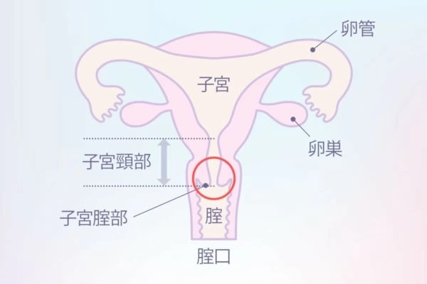 セット】ポルチオで中イキ練習セット セット通販 |