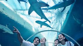 海外水族館遠征 シンガポール 3 S.E.A.アクアリウム＆セントーサ島