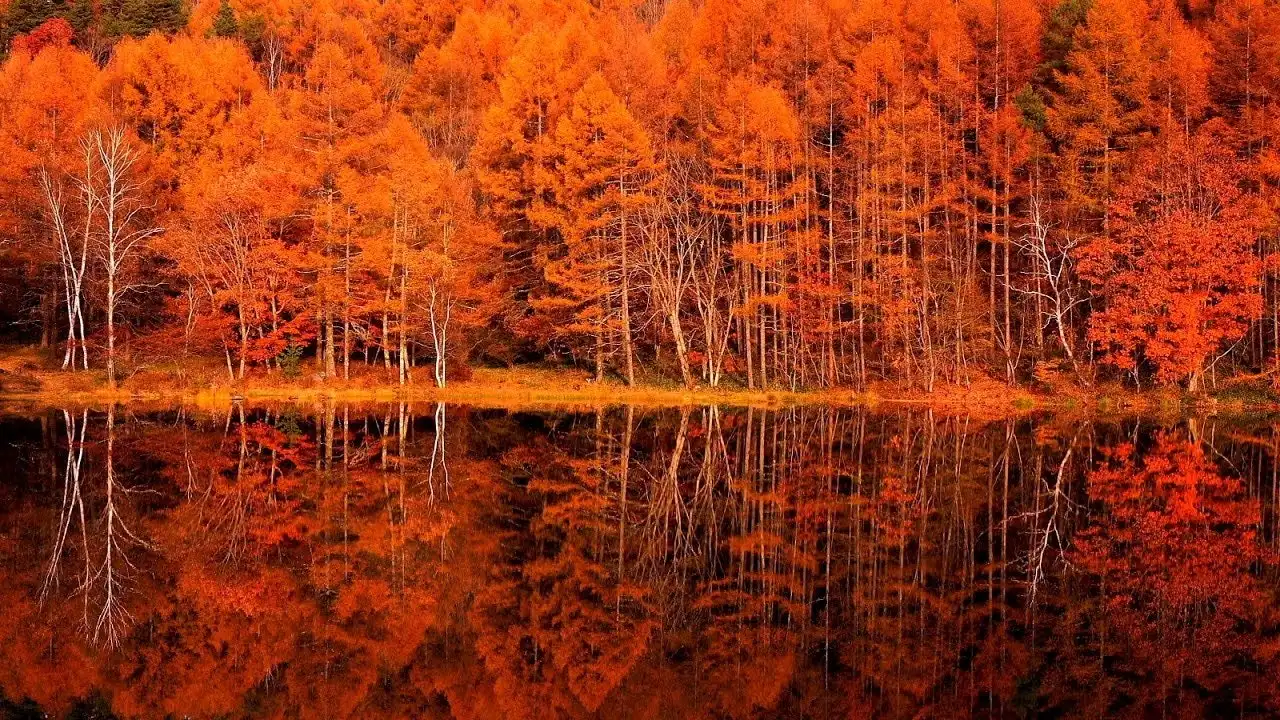 4K 紅葉 絶景 癒し