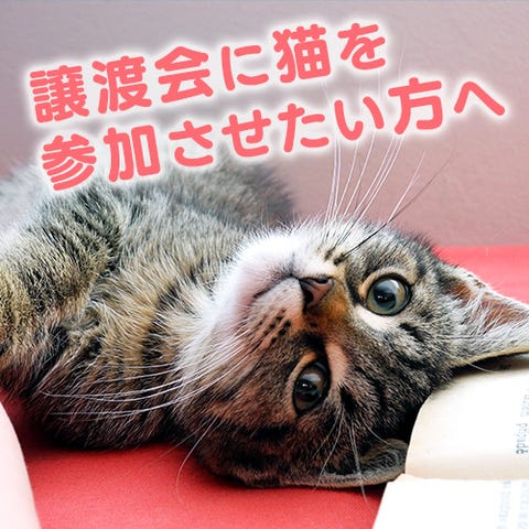 富山の猫カフェおすすめ5選・可愛い猫に癒されよう | toieba（トイエバ）