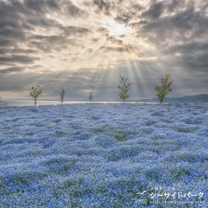 西日本最大級！大阪最新アクティビティ「舞洲シーサイドバギー」で海も山も駆け抜けろ！るるぶ&more