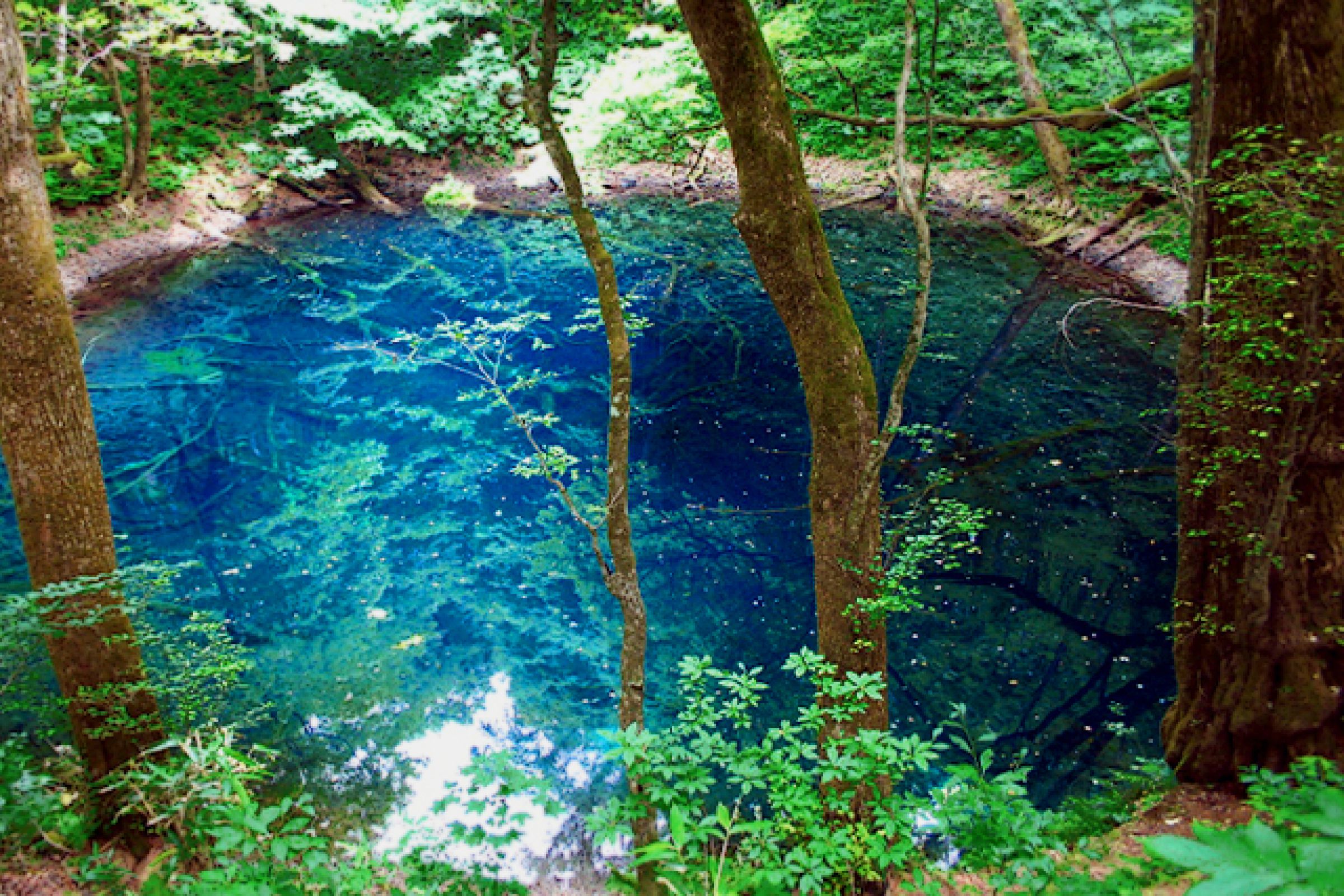 白神山地 世界最大級ブナ原生林へ！三浦さんといく錦秋の世界遺産、もののけ姫の森:～幻想の十二湖・青の秘境、神々が棲む太古の森、樹齢1000年の巨大イチョウまで～ ky25d2360京都のミニツアー「まいまい京都」