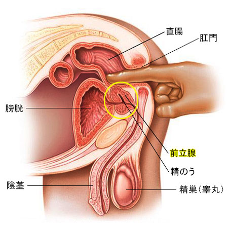 PRO STIM 前立腺マッサージ