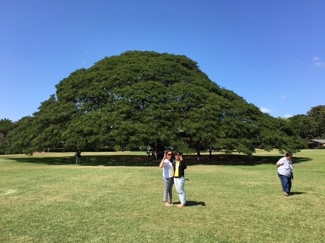 日立の樹の写真素材写真素材なら「写真AC」無料 フリー ダウンロードOK