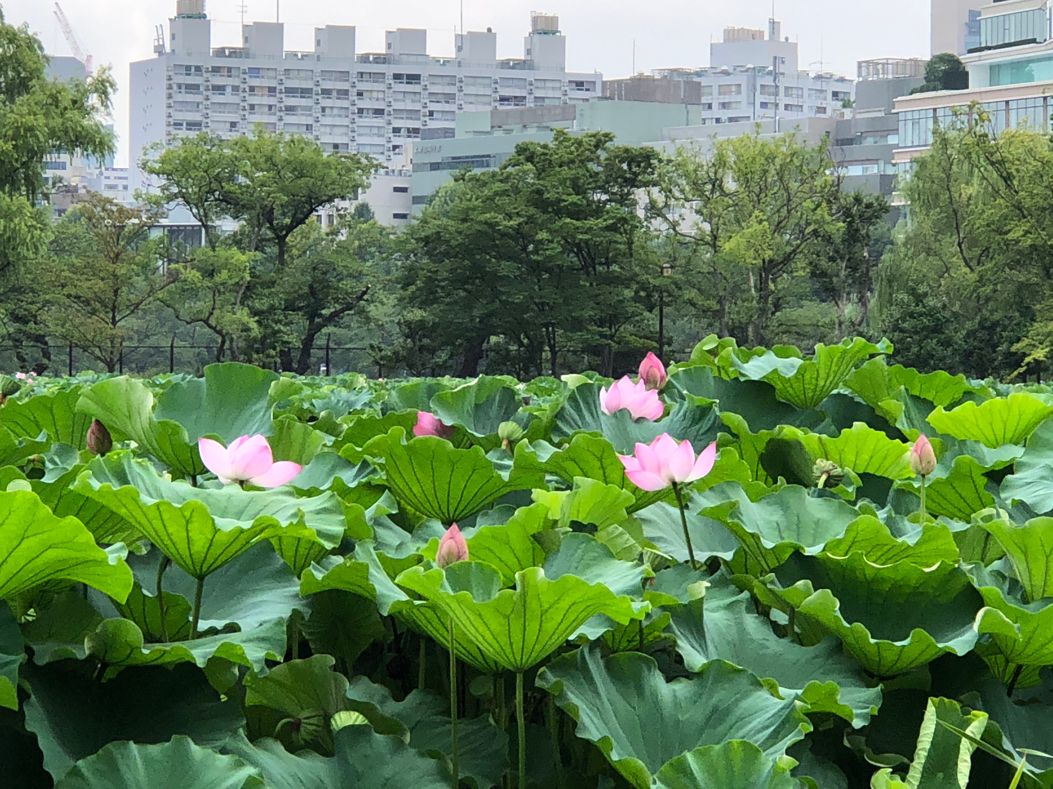 桜井識子さんが訪れた神社仏閣 東京都識子さんの足あと