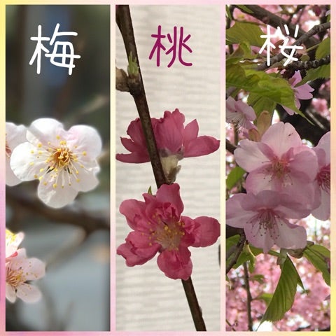 梅・桃・桜見分けクイズ解答編 - 道端の花から始める 簡単♪３分フラワーアレンジ