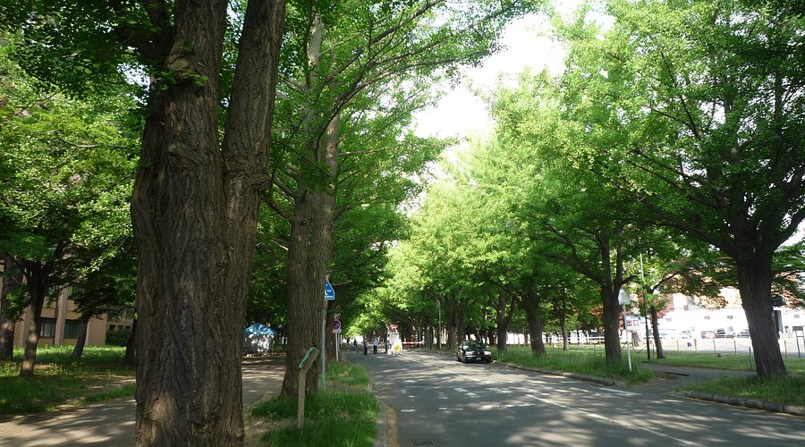 北大イチョウ並木の黄葉見頃と交通アクセス得北