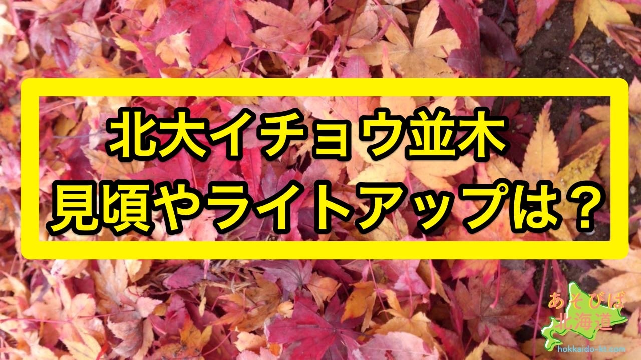 北大イチョウ並木が見頃 金葉祭開催 行き方地図掲載 ※駐車場なしえべナビ！