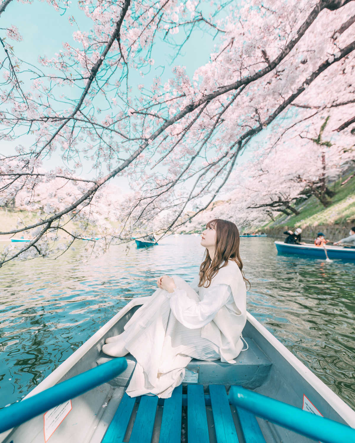 千鳥ヶ淵ボート場 夜桜 写真素材6312288-