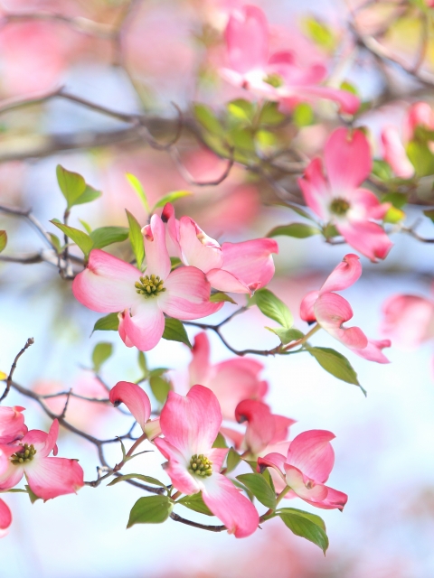 ハナミズキ（花水木）｜庭造りや生垣などの植木のご相談はガーデニング庭造り相談所へ