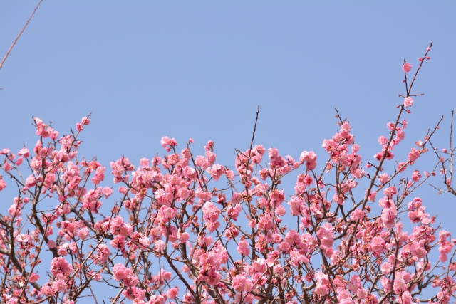 七瀬川自然公園バーベキュー場 宅配炭火焼肉「楽Q便」手ぶらでバーベキュー♪大分県全域に宅配
