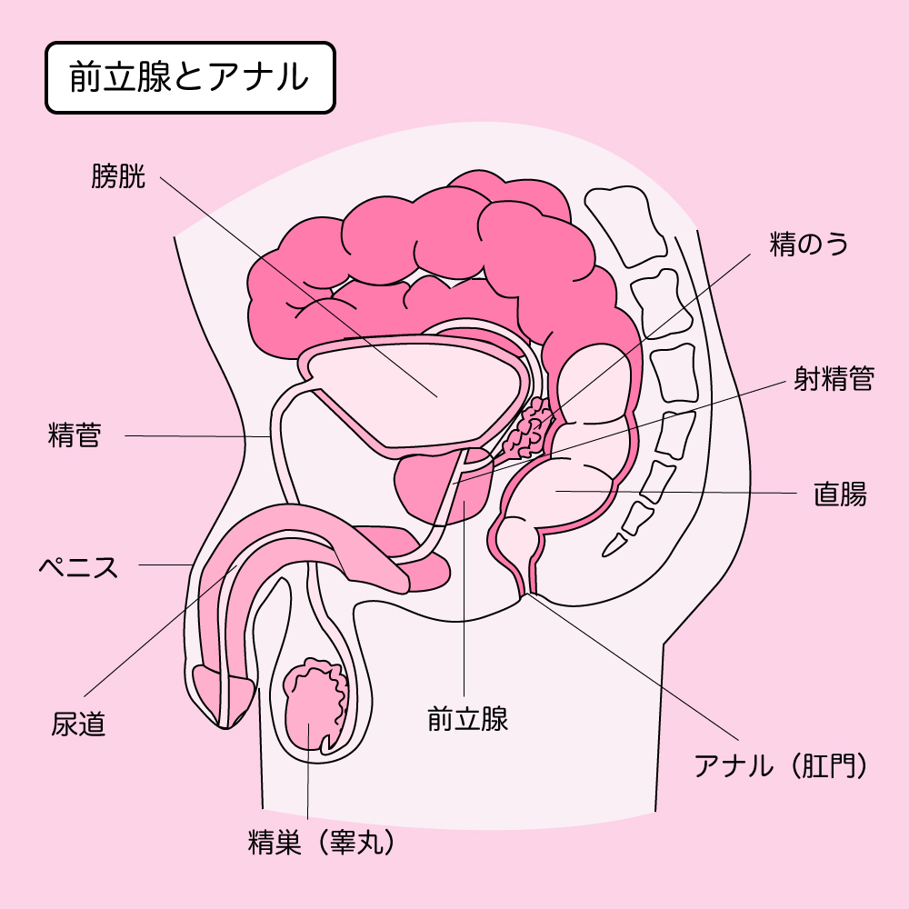 セックスが痛い、怖いを助ける「ダイレーター」の使い方。婦人科医に聞きました。 | ランドリーボックス