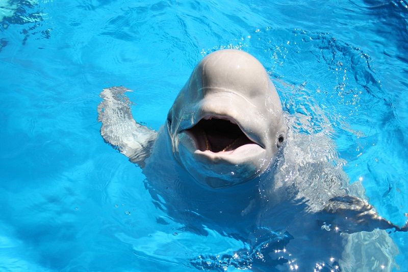 伊勢シーパラダイス 水族館飼育員目指して地元小学生がアシカに餌やり体験 - 伊勢志摩経済新聞