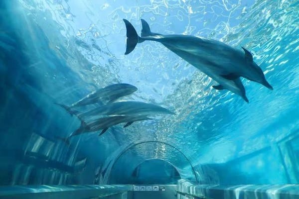 休暇村南紀勝浦では、くじらの博物館チケット付き宿泊プランを7月1日より販売開始 博物館から徒歩５分、日本で唯一くじらと一緒に海水浴が楽しめる「くじら浜海水浴場」も7月21日にオープン！一般財団法人休暇村協会のプレスリリース