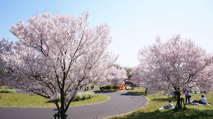 舎人公園の桜 足立区- お花見2025 -