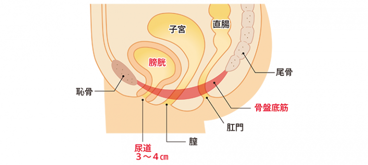 女性ヘルスケア【泌尿器科疾患について】 - 東京慈恵会医科大学 泌尿器科