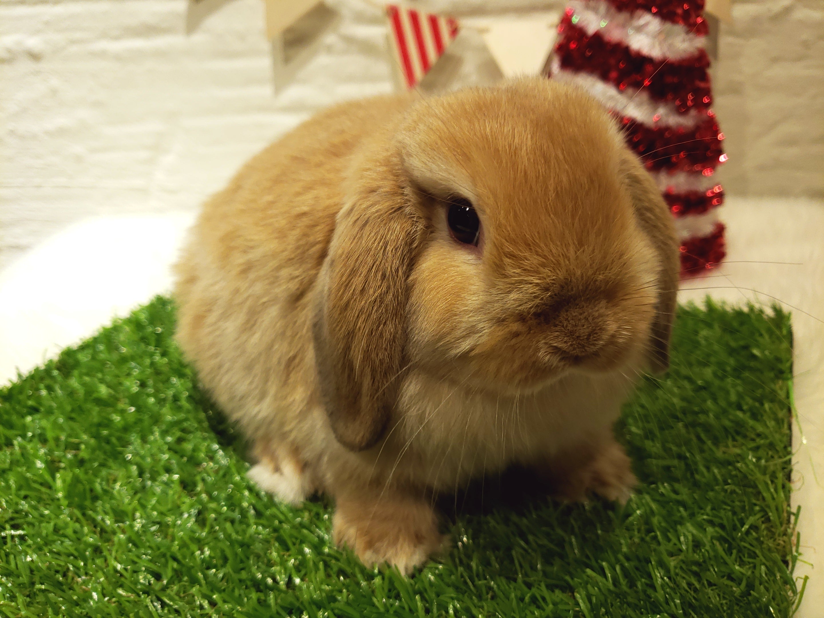 最も小型の垂れ耳ウサギ | 札幌のうさぎ専門店“mon Lapin”のブログ