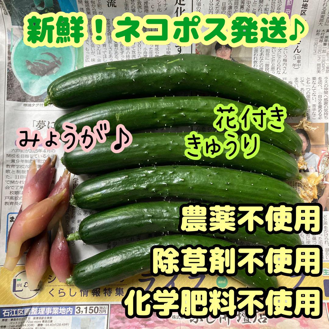 タキイ種苗】<br>夏すずみキュウリ 350粒<br> 押し込む