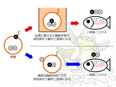 牛がお肉になるまでのお話② | 田中畜産