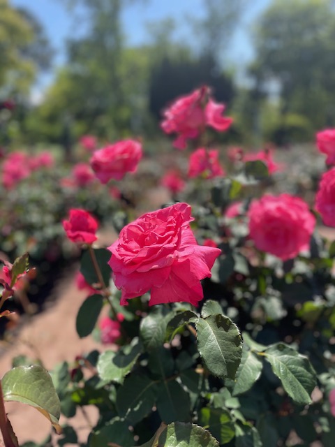 今日まで続くロシアの都！世界遺産「モスクワのクレムリンと赤の広場」 – skyticket