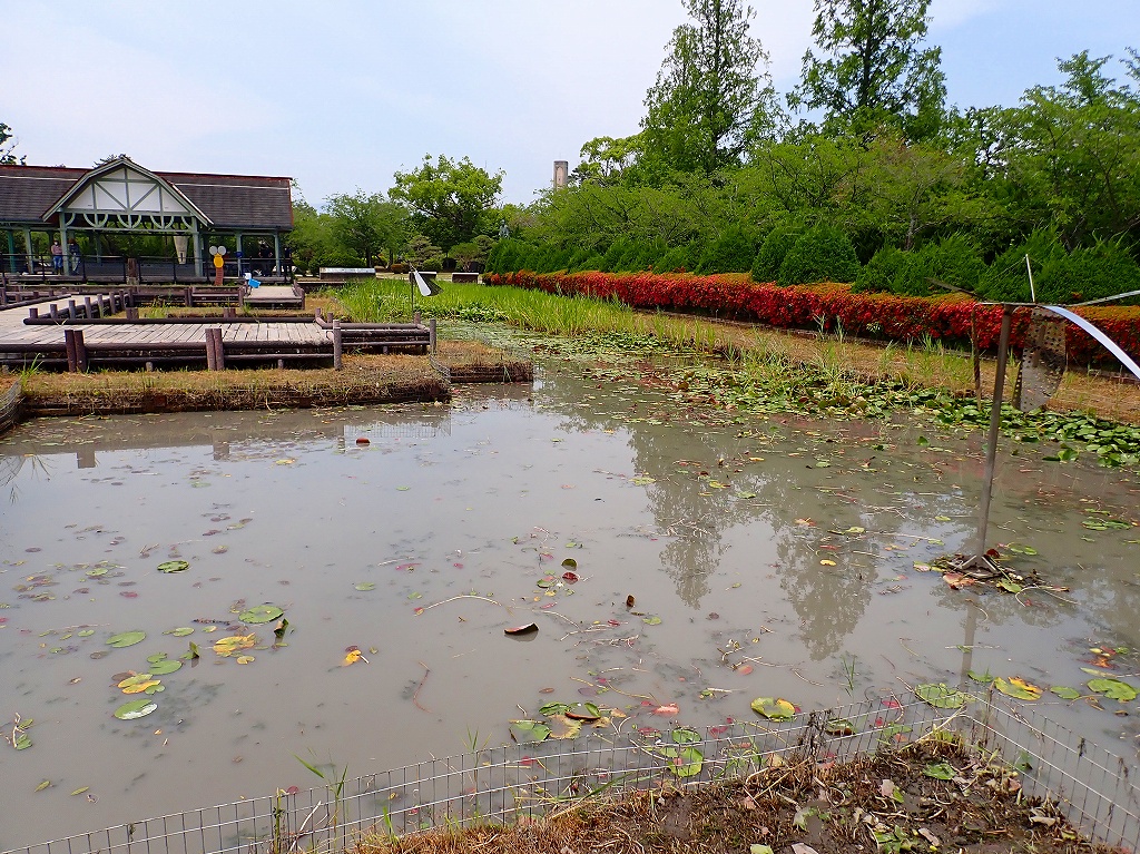 写真・画像 手作りランタンやツリー満喫 トンボの池公園 佐賀市兵庫北