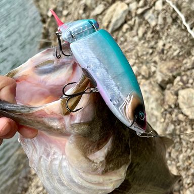 ポイントNo：2021 東京都奥多摩町 「奥多摩湖」 バス釣りポイントBlack Bass