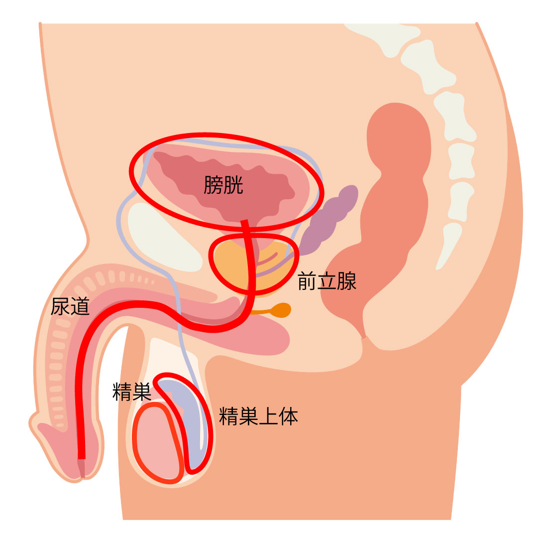 アナル舐めの気持ちいいテクニックとコツを男女別に解説！注意点や危険回避するための方法も｜風じゃマガジン