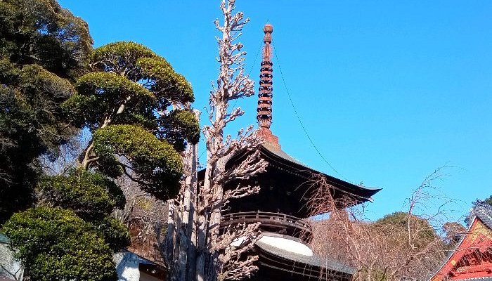 雨引観音あじさい祭 水中華も見てきたよ2023.06.25- トシロウのマニアック旅行記