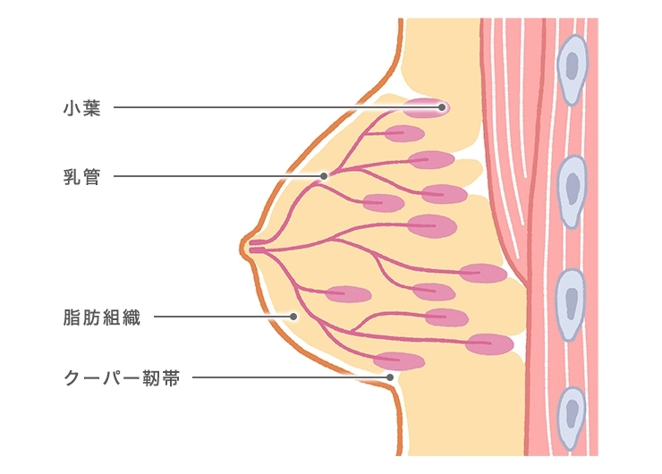 胸を大きくしたい！大きくする方法！自然と胸が大きくなる6つの育乳習慣｜下着・ランジェリーのDRW(ドロー)