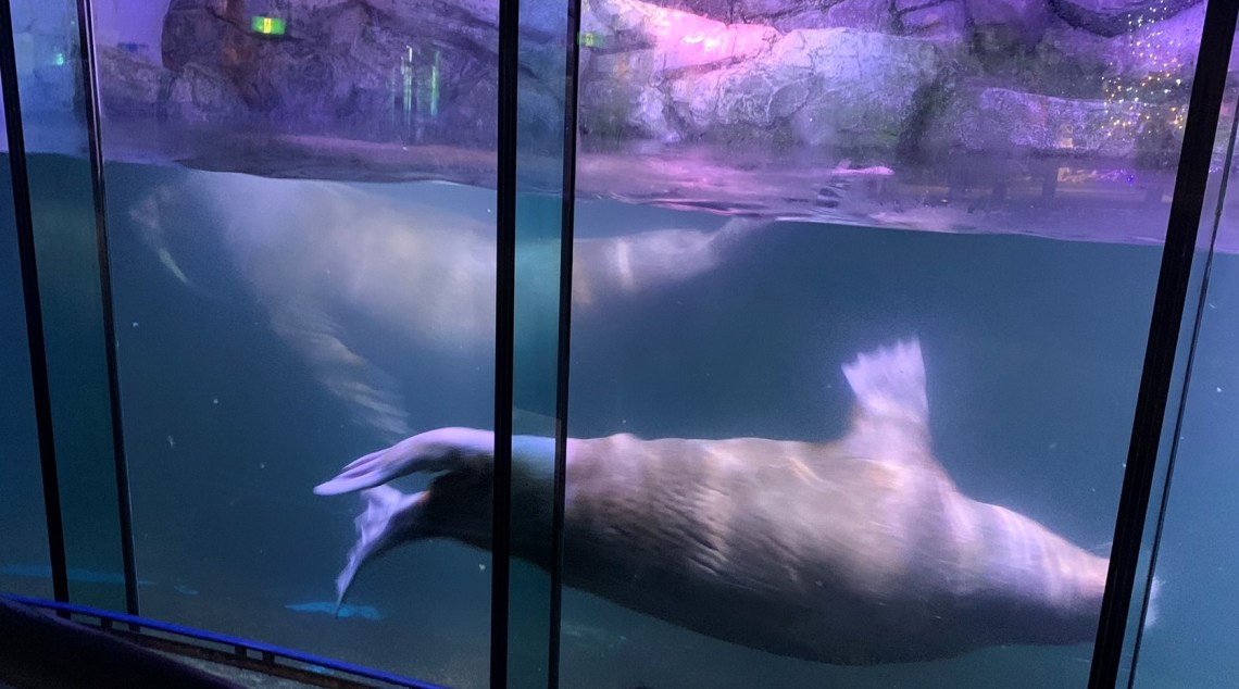 伊勢シーパラダイス 水族館飼育員目指して地元小学生がアシカに餌やり体験 -