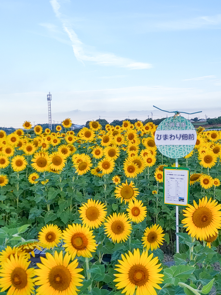 大崎園芸植物園の椿たち｜🍀GreenSnap（グリーンスナップ）