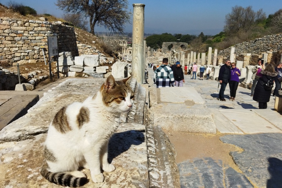 エフェソス観光ガイド：アクセス・見どころ・グルメ・宿泊情報まで！トルコ通