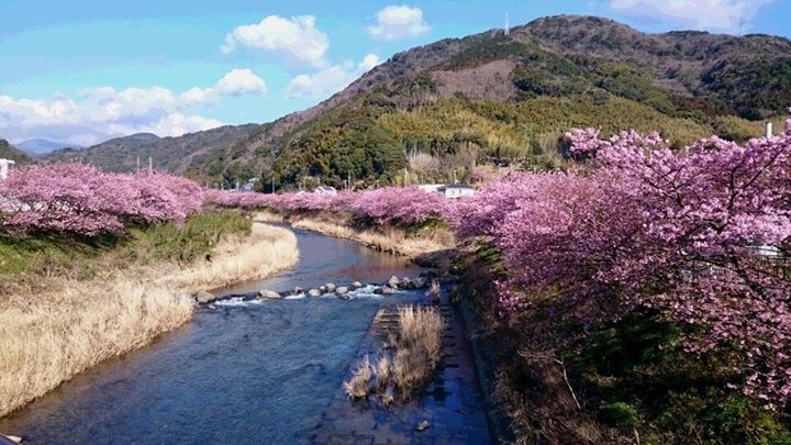 河津桜ライブカメラ一覧ライブカメラDB