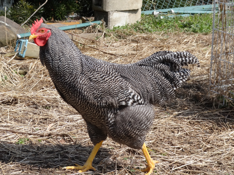 231 プリマスロック Stock Photos,