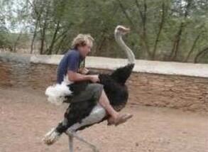 沖縄のB級スポット！？ダチョウランドに行ってきました沖縄情報移住ブログ