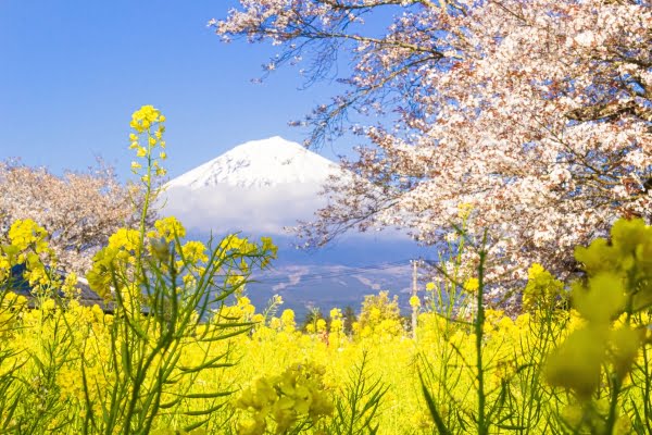 富士山麓にようやく春 狩宿の下馬桜が満開に Yahoo!ニュース オリジナル