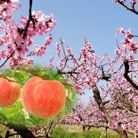 大阪府岸和田市岡山町の小売業界スポット一覧 - NAVITIME