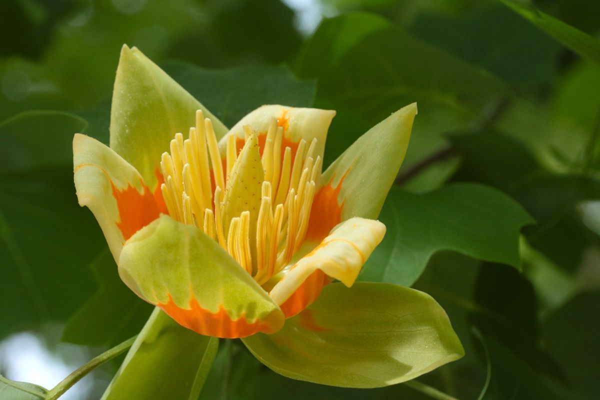 登攀」 とうはん・とはん の意味