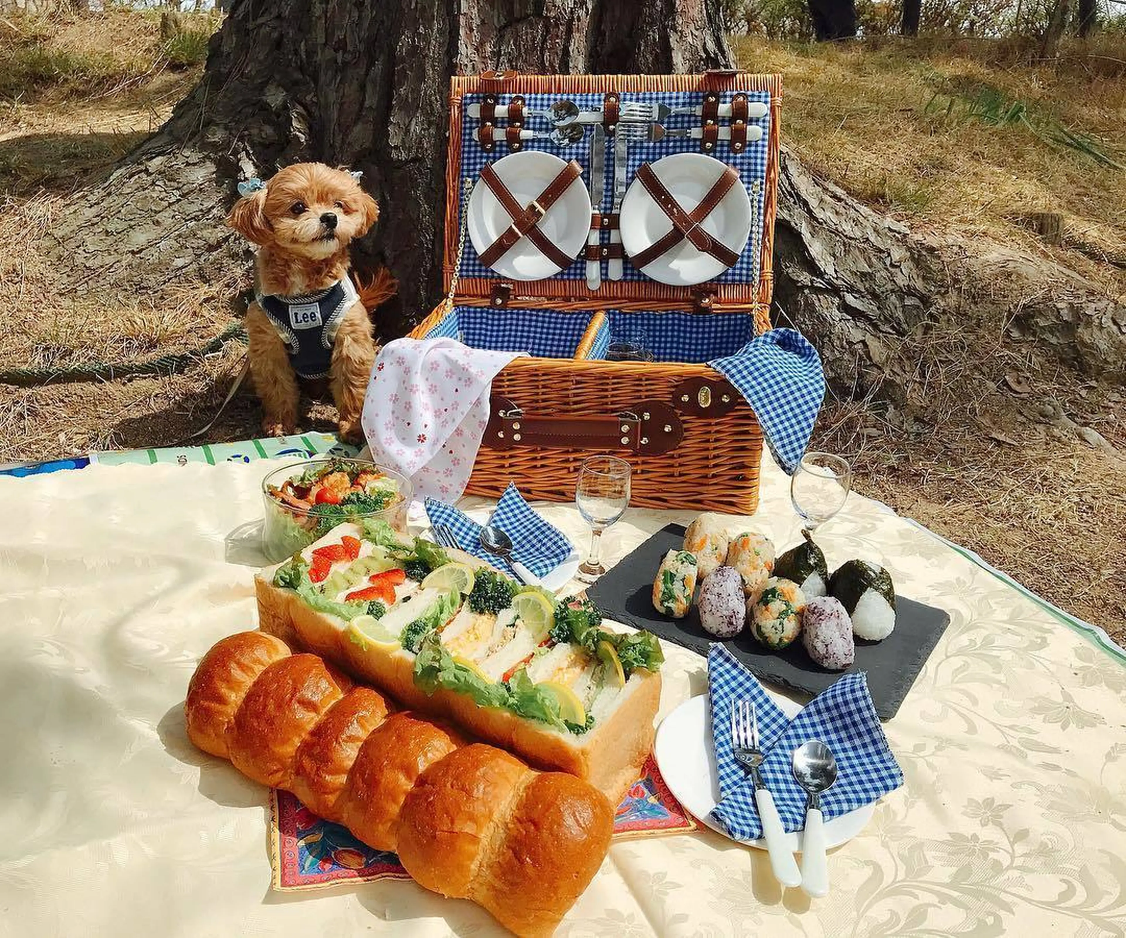 話題の「おしゃピク」徹底解説！おしゃれな食べ物・持ち物・アイディア集ARCH DAYS