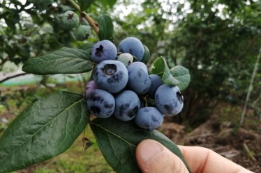 ブルーベリーファーム八王子@blueberry.hachioji· Hachioji, Tokyo