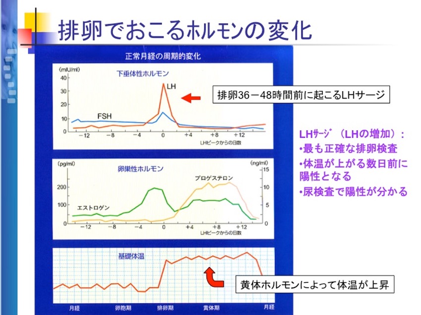 尿蛋白陽性と言われたら―蛋白尿の基準値や原因とは― | 市川駅前本田内科クリニック