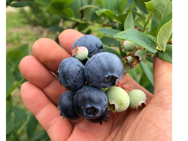 八ヶ岳ブルーベリーファームHokuto-shi Yamanashi