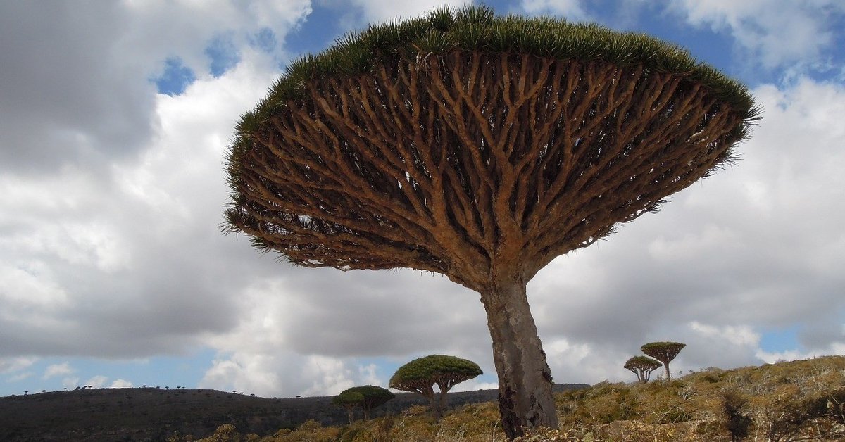 まるで異世界ファンタジー！インド洋のガラパゴス「ソコトラ島」で地球の神秘と異文化にふれる旅TRILL トリル