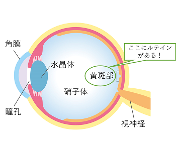 ホテル ローマ ティブルティーナ(ローマ)を予約 - 宿泊客による口コミと料金